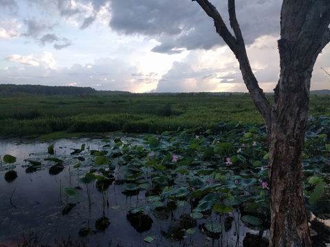 Fogg Dam Conservation Reserve - Attractions Brisbane 0