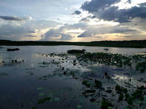 Fogg Dam Conservation Reserve - Attractions Brisbane 1
