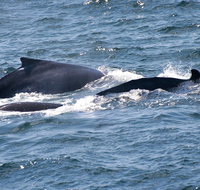 Gerringong Whale Watching Platform - Attractions Brisbane