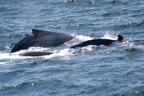 Gerringong Whale Watching Platform - Attractions Brisbane 0