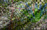 Great North walk - Palm Grove Nature Reserve