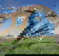 Greenough Leaning Trees - Attractions Brisbane