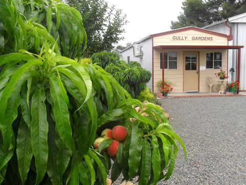 Gully Gardens - Attractions Brisbane 0