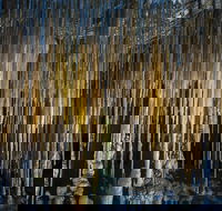 Hastings Caves and Thermal Springs - Attractions Brisbane