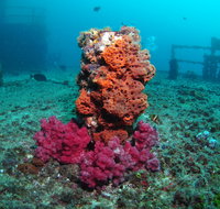 HMAS Brisbane Dive Site - Attractions Brisbane