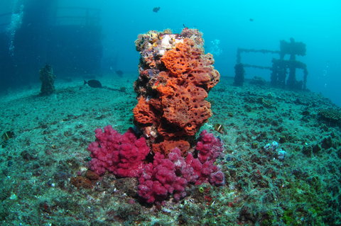 HMAS Brisbane Dive Site - Attractions Brisbane 0