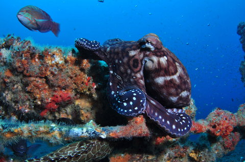 HMAS Brisbane Dive Site - Attractions Brisbane 2