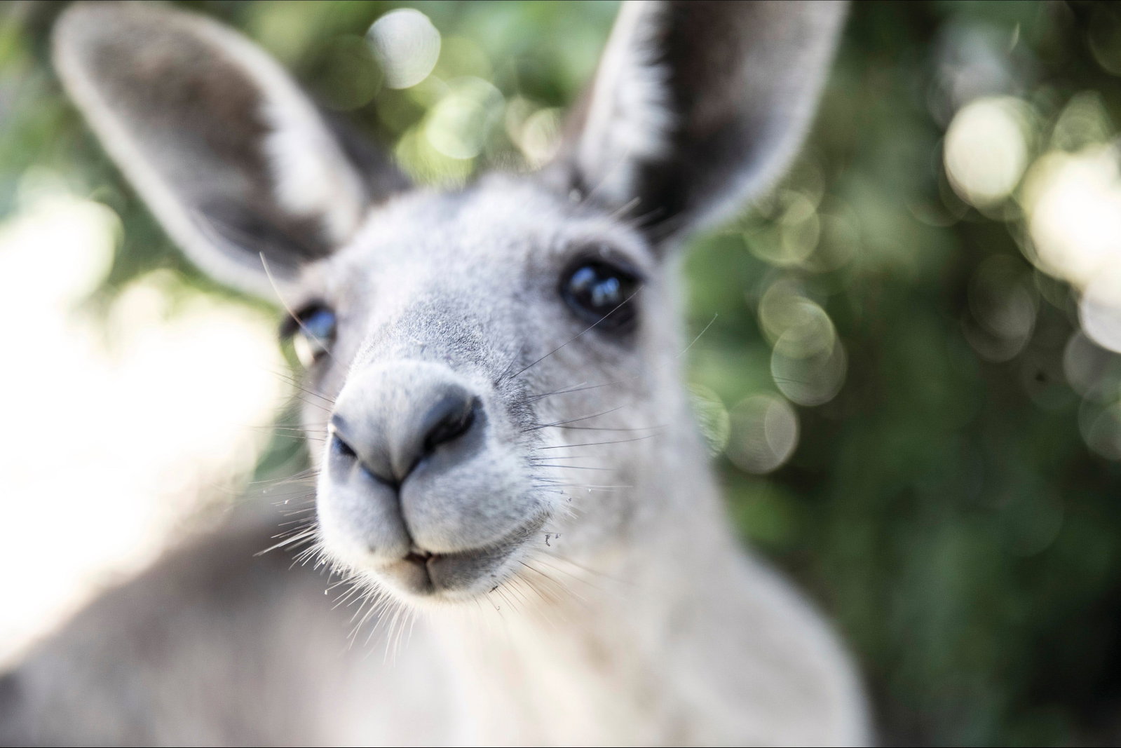 Maneroo QLD Attractions Brisbane