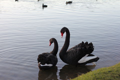 Lake Weeroona - Attractions Brisbane 1