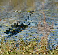 Lake Apex Park - Attractions Brisbane