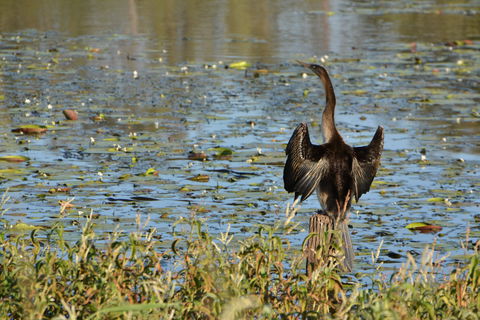 Lake Apex Park - Attractions Brisbane 0