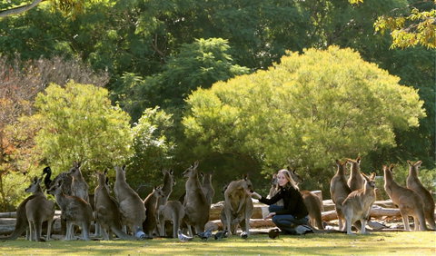 Lone Pine Koala Sanctuary - Attractions Brisbane 0