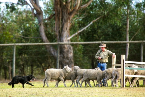 Lone Pine Koala Sanctuary - Attractions Brisbane 2