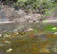 Mount Boss State Forest - Attractions Brisbane