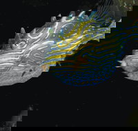 Mushroom Reef Marine Sanctuary - Attractions Brisbane