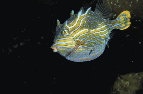 Mushroom Reef Marine Sanctuary - Attractions Brisbane 0