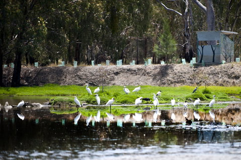 Narrandera Wetlands - Attractions Brisbane 1