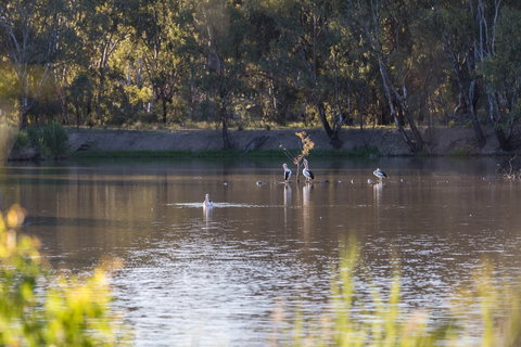 Narrandera Wetlands - Attractions Brisbane 2
