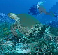 Pams Point - Attractions Brisbane