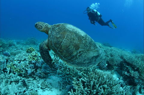 Pams Point - Attractions Brisbane 0