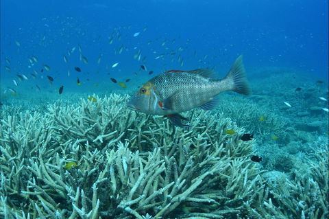 Pams Point - Attractions Brisbane 1