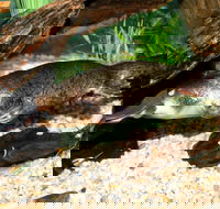 Platypus House - Attractions Brisbane