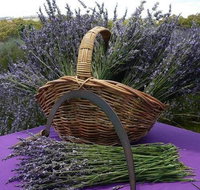 Rustique Lavender Farm - Attractions Brisbane