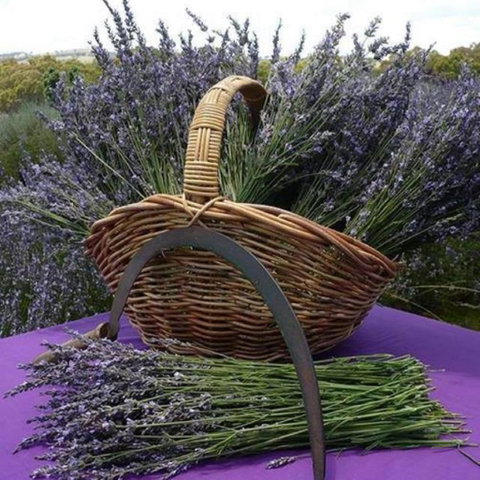 Rustique Lavender Farm - Attractions Brisbane 0