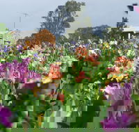 Smokin Heights Iris Display Garden - Attractions Brisbane