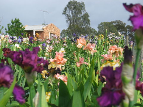 Smokin Heights Iris Display Garden - Attractions Brisbane 0