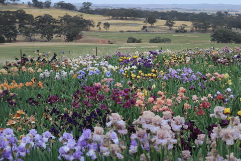 Smokin Heights Iris Display Garden - Attractions Brisbane 2