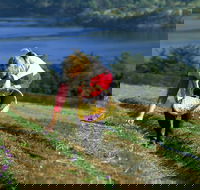 Tas-Saff - Attractions Brisbane