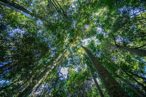 Thylogale Track - Attractions Brisbane 1