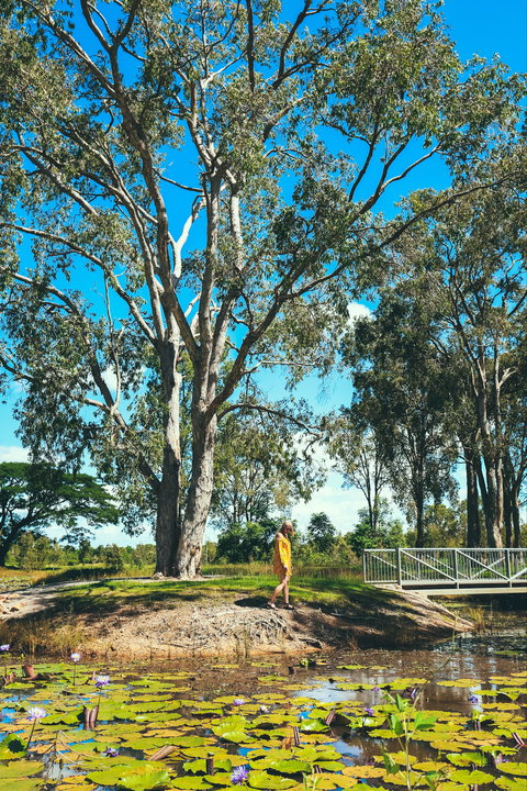TYTO Wetlands - Attractions Brisbane 1