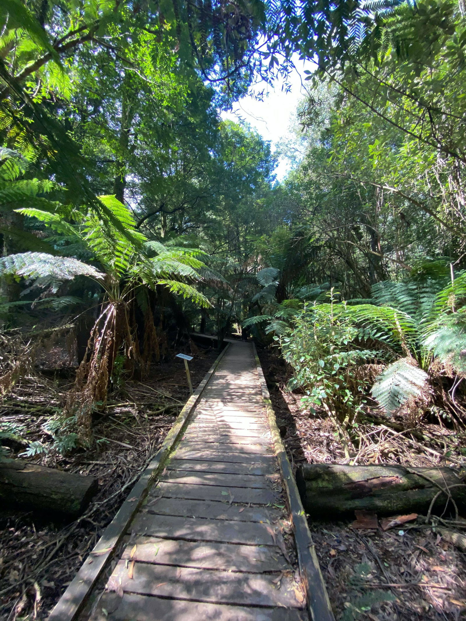 Toolangi VIC Attractions Brisbane