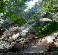 Wirrawilla Rainforest Walk - Attractions Brisbane