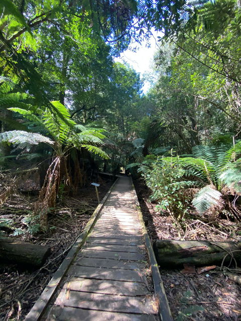 Wirrawilla Rainforest Walk - Attractions Brisbane 0