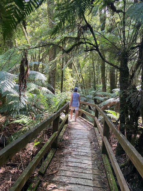 Wirrawilla Rainforest Walk - Attractions Brisbane 2