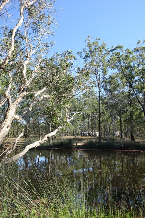 Wongi State Forest - Attractions Brisbane 0