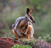 Arkaroola Wilderness Sanctuary - Attractions Brisbane