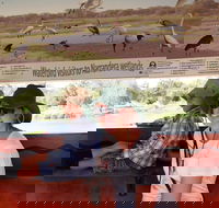 Bird Watching in Narrandera - Attractions Brisbane