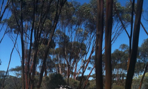 Boorabbin National Park - Attractions Brisbane 0