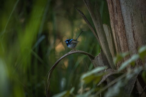 Bundian Way Story Trail - Attractions Brisbane 1