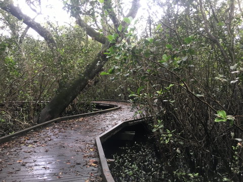 Carole Green Walkway - John Oxley Reserve - Attractions Brisbane 0