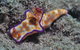 Curtin Artificial Reef Dive Site - thumb 0