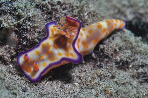 Curtin Artificial Reef Dive Site - Attractions Brisbane 0