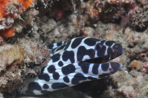 Curtin Artificial Reef Dive Site - Attractions Brisbane 2