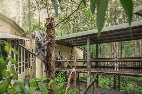 Daisy Hill Koala Centre - Attractions Brisbane 0