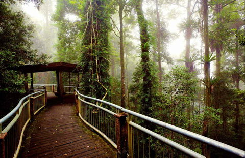 Dorrigo National Park - Attractions Brisbane 0