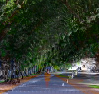 Fig Tree Avenue - Attractions Brisbane